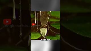 Bangkit Dari Es Setelah 7 Tahun Telur Nyamuk Alaska.