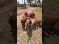 Com soberano e estrelinha #sertanejo #fazenda #viral #vrialshort #soberano