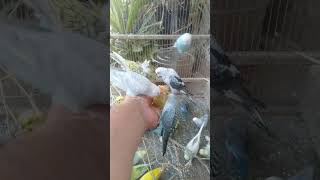 This Amazon bird toy is SO COOL#birds#parrot #birdslover #budgis #lovebirds #budgiegar #cute #health
