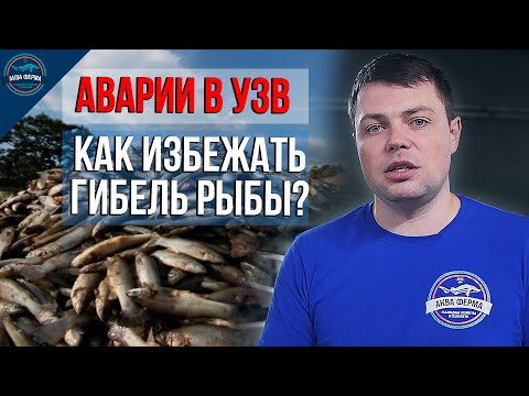 Аварии и Гибель Рыбы в УЗВ  Как избежать