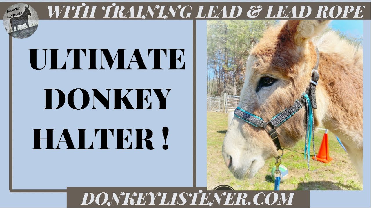 Donkey Halter Training Package YouTube