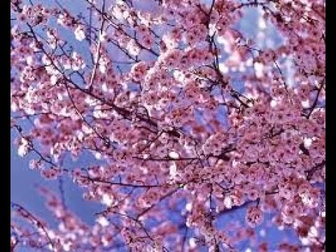 “ამ გაზაფხულზე გიმღერებ“ მაია სიჭინავა /Author songs maia sitchinava