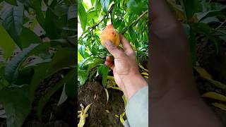 Peach Fruit Cut Short Ikv257