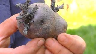 How to Sprout Potatoes : Planting & Gardening Vegetables