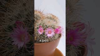 Cactus flowering time-lapse