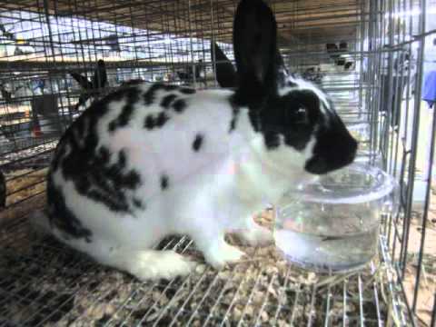 english spot rabbit