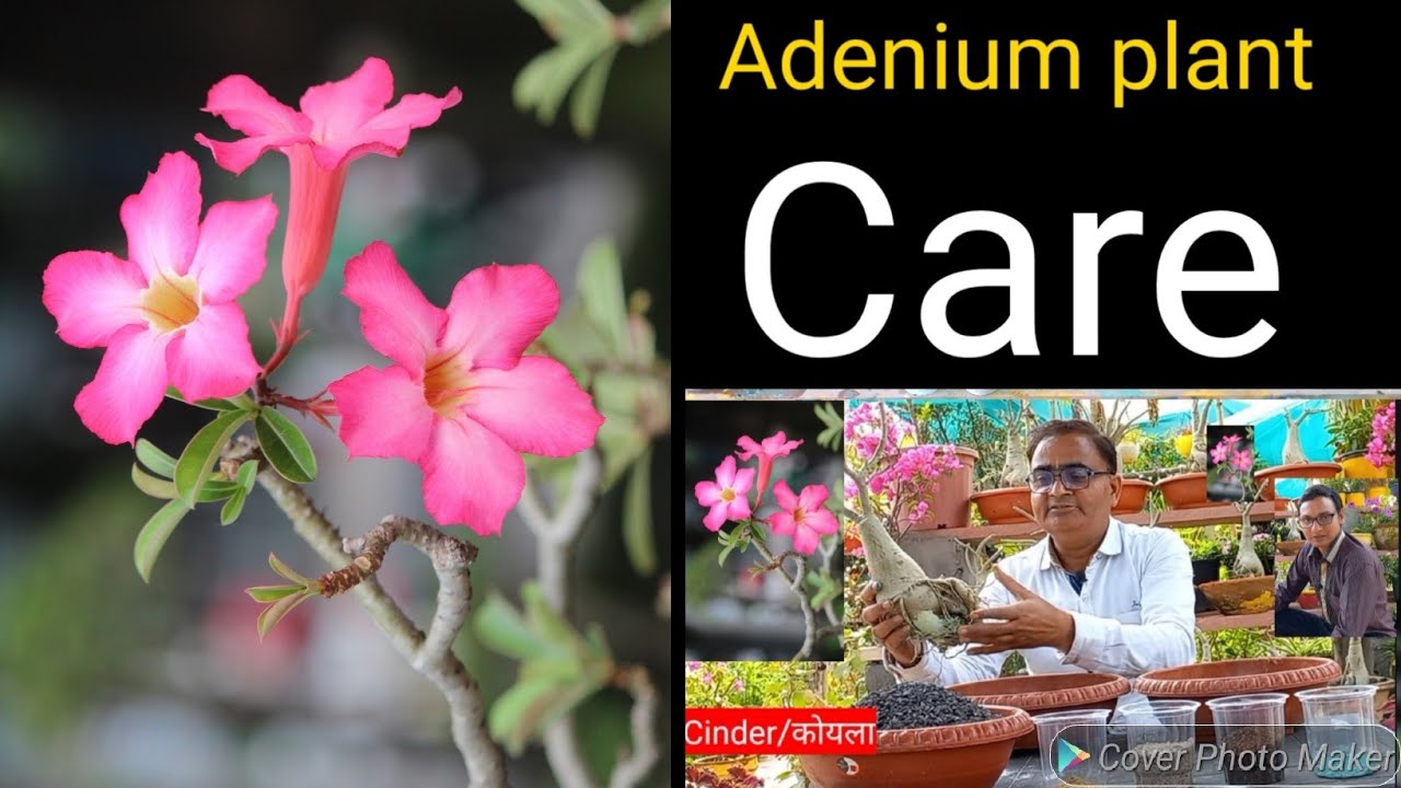 adenium plant care | एडेनियम को कोयले / Cinder में कैसे लगाएं | adenium ...
