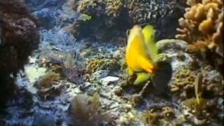 The South Water Caye Marine Reserve
