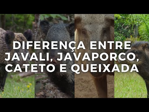 Vídeo: Diferença Entre Warthog E Javali