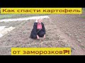 Как спасти картофель от возвратных заморозков?