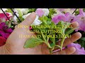 How To Grow Petunias From Cuttings and Care Petunias(Easy and Works 100%)