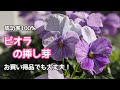 『ビオラ』成功率100%！お買い得ビオラの挿し芽、管理方法(パンジーも同じやり方です)