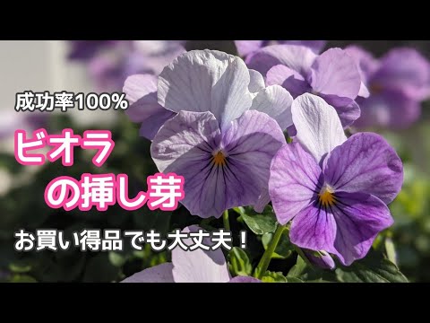 ビオラ 成功率100 お買い得ビオラの挿し芽 管理方法 パンジーも同じやり方です Youtube