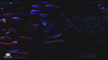 Dark Aquarium with Beautiful Fish | Relaxing Water Stream Noise | 10 Hour Sleep Sound