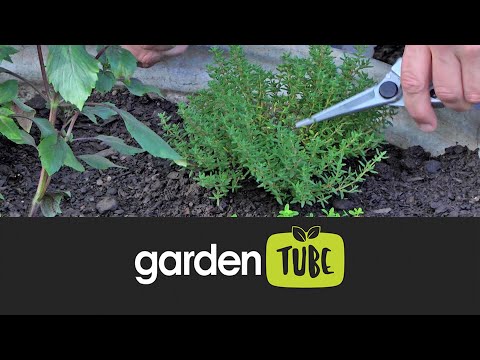 Video: Tijm: planten en verzorgen