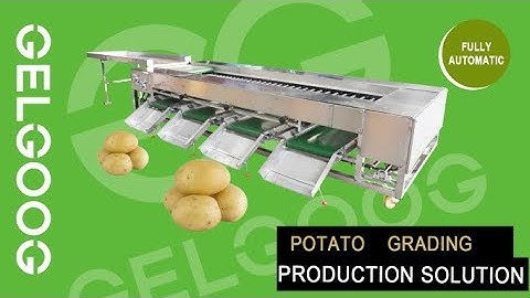 Industrial Potatoes Sorting Machine|Potato Grading Machine