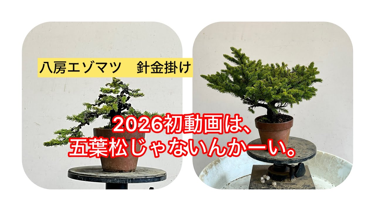 八房五葉松『盆栽』s maxresdefault.jpg