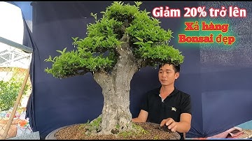 Clip đặc biệt giảm trên 20% tất cả cây Bonsai đẹp tại vườn Tùng Anh ở Dĩ An Bình Dương