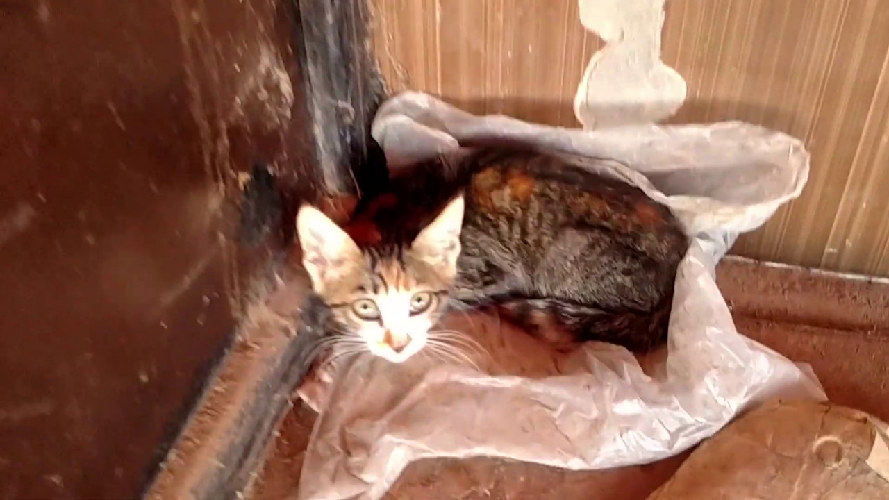Abandoned kitten scared of me , meowing from fear YouTube