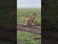 PoriQuestSafaris