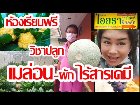 พาไปซื้อผักไร้สาร ที่ไอยรารีสอร์ทแหล่งเรียนรู้วิธีปลูกเมลอน-ผักไร้สารเคมีครบวงจรของจันทบุรี