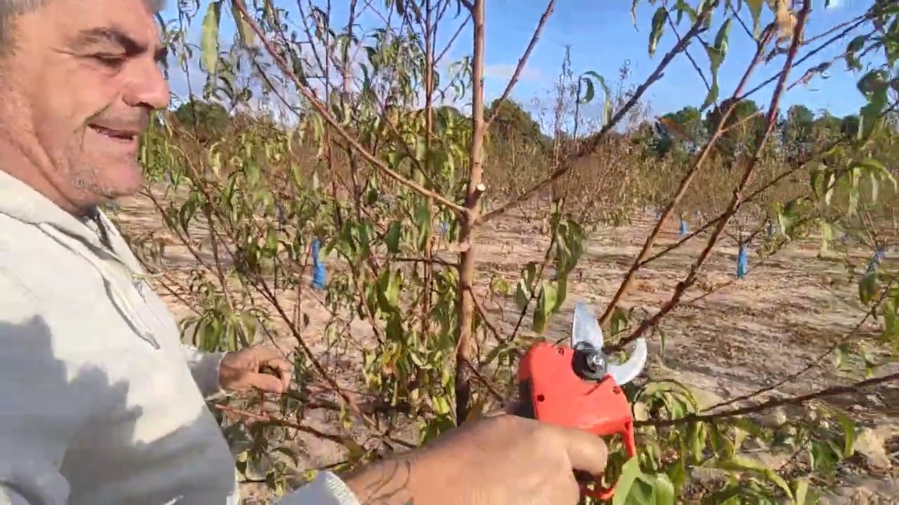 Así podamos nectarinas de dos años ( poda de formación)