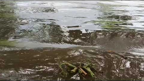 Câu cá mè vinh trong đám gừa và cái kết / Hai lúa săn bắt / T21