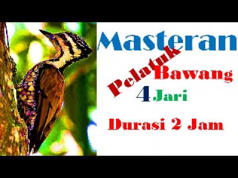 Masteran Pelatuk Bawang 4 Jari #masteran #burungkicau #kicaumania #pelatukbawanggacor #pelatukbawang