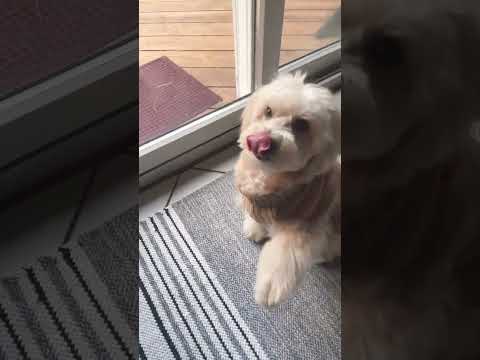 Dog Doglife Short Theodoretedi