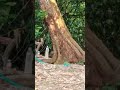 ada lagi..! makan kulit batang sangkuang.