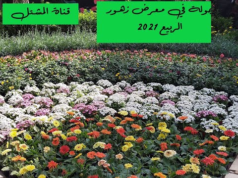 فيديو: حديقة زهرة الظل: إنشاء وتصميم واختيار النباتات