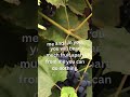 John 15:5 “I am the vine; you are the branches remain in me for apart from me you can do nothing.
