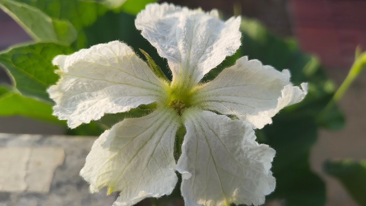 welcome to my live everyone 🤌🤌#live#viral#trending#india#holi#febuary