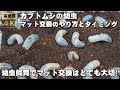 カブトムシの幼虫 マット交換のタイミングとやり方を詳しく解説するよ！