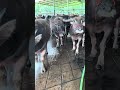#保護猫 #感動の館