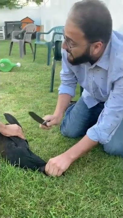 Ayam cemani butchering #shorts #youtubeshorts #viral #shortvideo #short #butcher #ayam #cemani