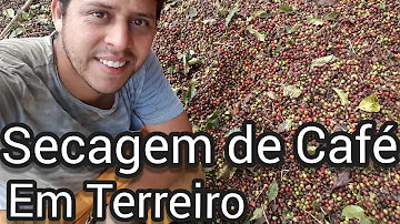 Como secar café em terreiro?