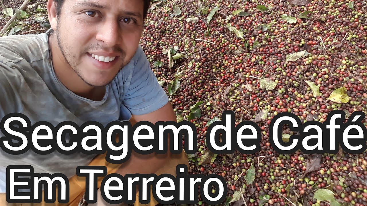 Secagem de Café em Terreiro - Vida na Roça