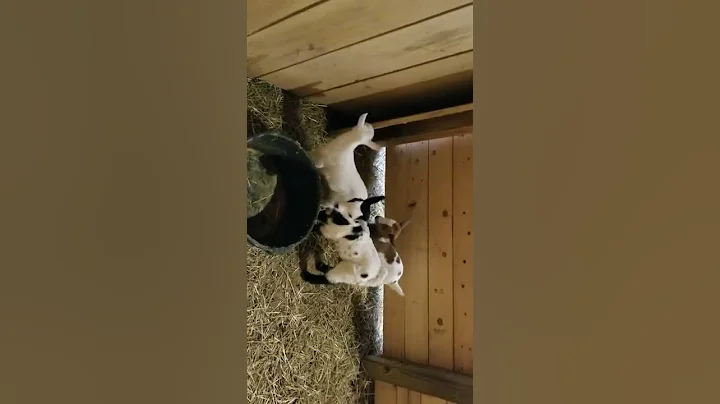 Baby Fainting Goats