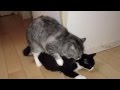 メス猫を襲うワル猫 cat mating