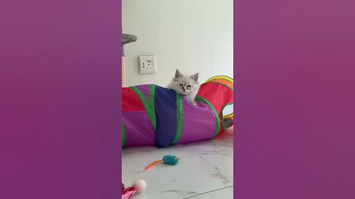 Watch the video about Mischief maker 🐾 #kitten #kittenshorts #kittenlove #cute #cutecat #cutekitty #funnycats #siberian