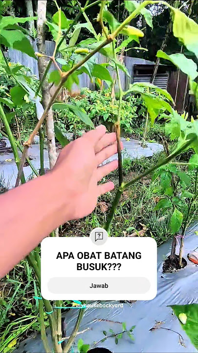 PENYAKIT CABE RAWIT SAAT MUSIM PANEN‼️