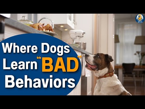 Video: 4 spôsoby obohatenia životného prostredia môžu pomôcť de-stres vášho psa