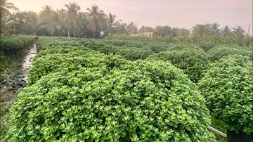 Tưới phân cho cúc mâm xôi  cúc sớm (19-10al) #flowers #hoatet #garden