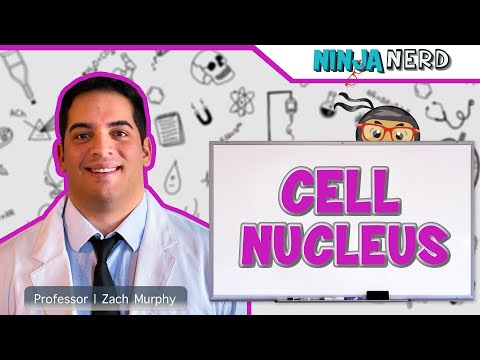 Video: Co odděluje jaderný obsah od cytoplazmy?