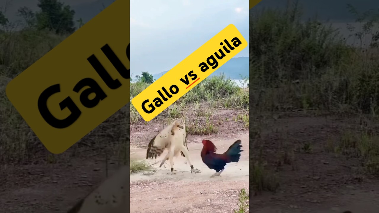 Le fallo al águila #leyvafamilyvlog #gallos #águila #campo #rancho #pelea #viralshorttips #trending