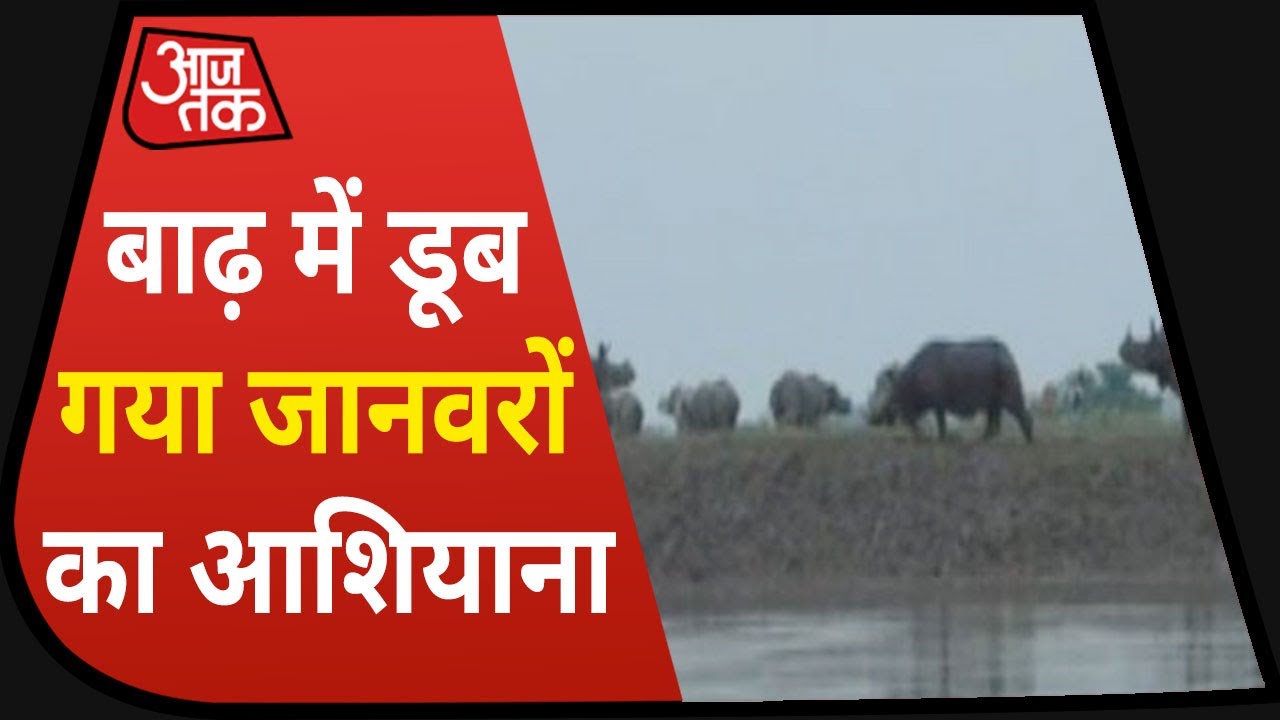 Assam Flood : Kaziranga National Park में बाढ़ की तबाही, उजड़ गया जानवरों का आशियाना!