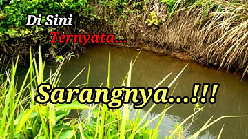 Mancing ikan wader di parit tepat di sarangnya,strike bertubi-tubi bikin ketagihan