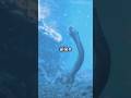Dive into Earth's alien ocean! 👽🌊 Deep sea bizarre creatures &amp; wonders! #shorts  #viral #deepsea
