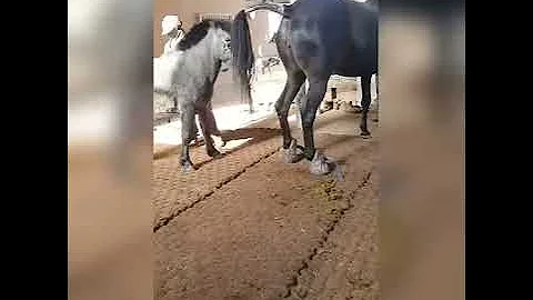 동물하고하는거 동물하고하는거